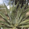 Agave Salmiana
