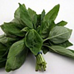 Fresh Basil