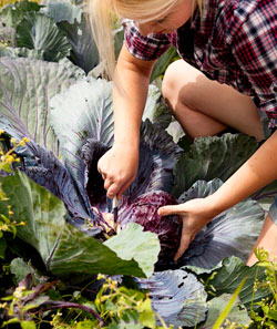 What is Organic Food