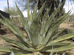Agave Salmoniana