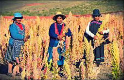 Quinoa Farmers