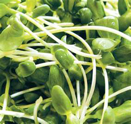 Sprouts