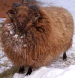Buster The Purebred Shetland Ram