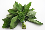 Fresh Basil